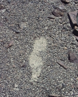 Fußspuren in der Pampa